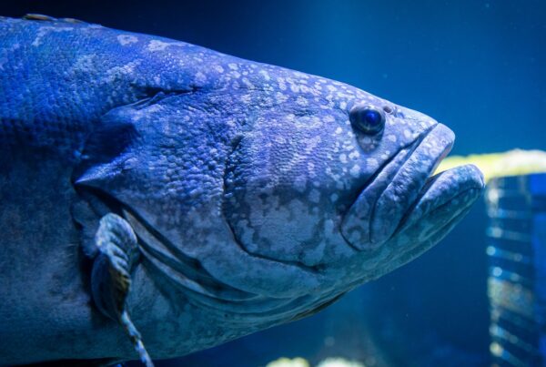 Vidéo reportage et shooting photo centre national de la mer nausicaa