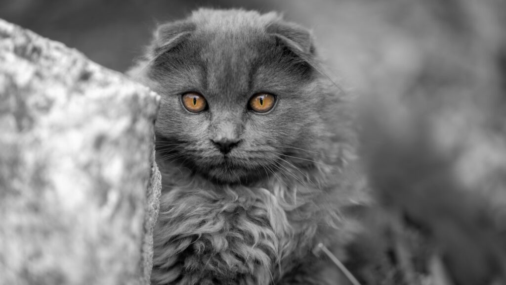 Shooting photo plaisir, chat, Laurent jacquemart, lj-com