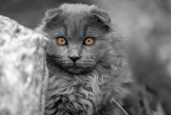 Shooting photo plaisir, chat, Laurent jacquemart, lj-com